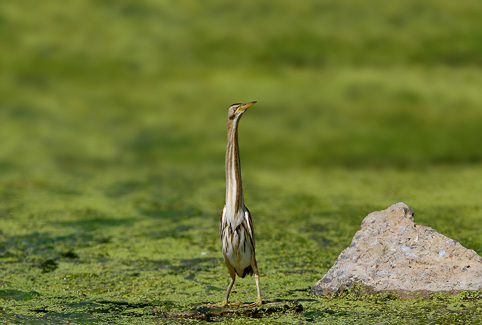 Есть такая птица — выпь