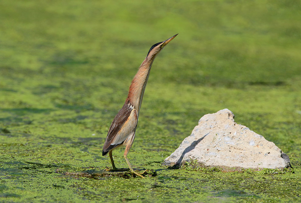 Есть такая птица — выпь