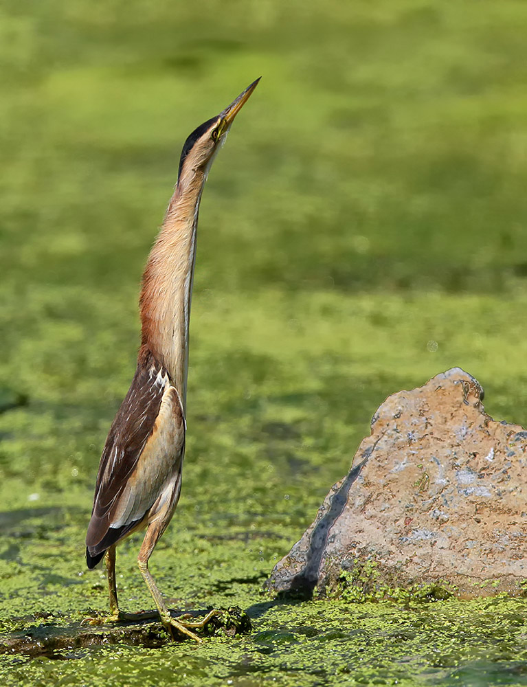 Есть такая птица — выпь