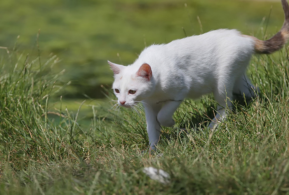 Есть такая птица — выпь