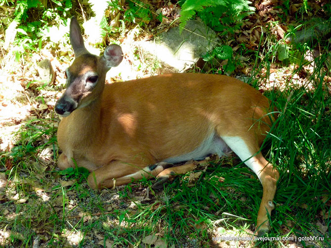 Что можно купить в США по цене однушки в Москве