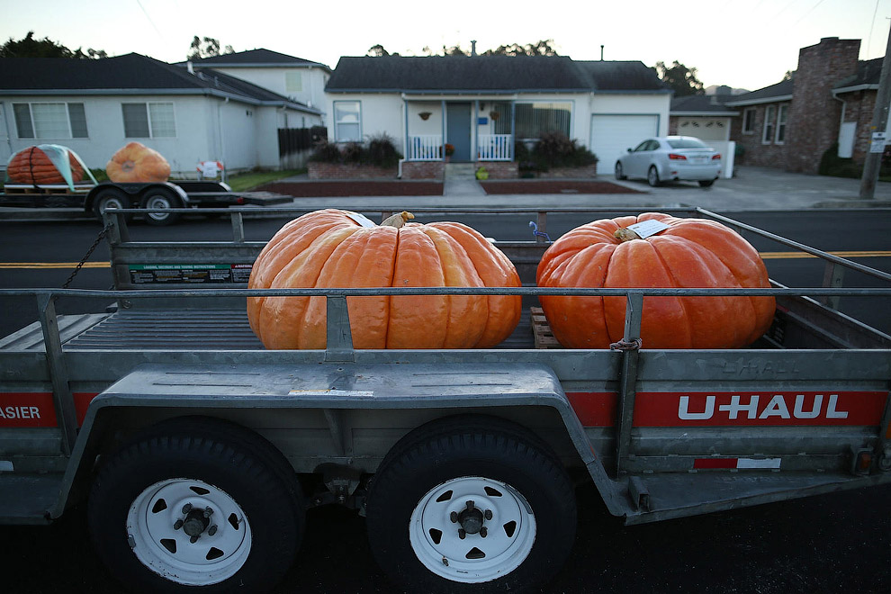 40-й чемпионат по взвешиванию тыквы