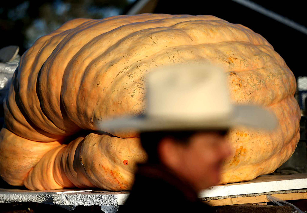 40-й чемпионат по взвешиванию тыквы