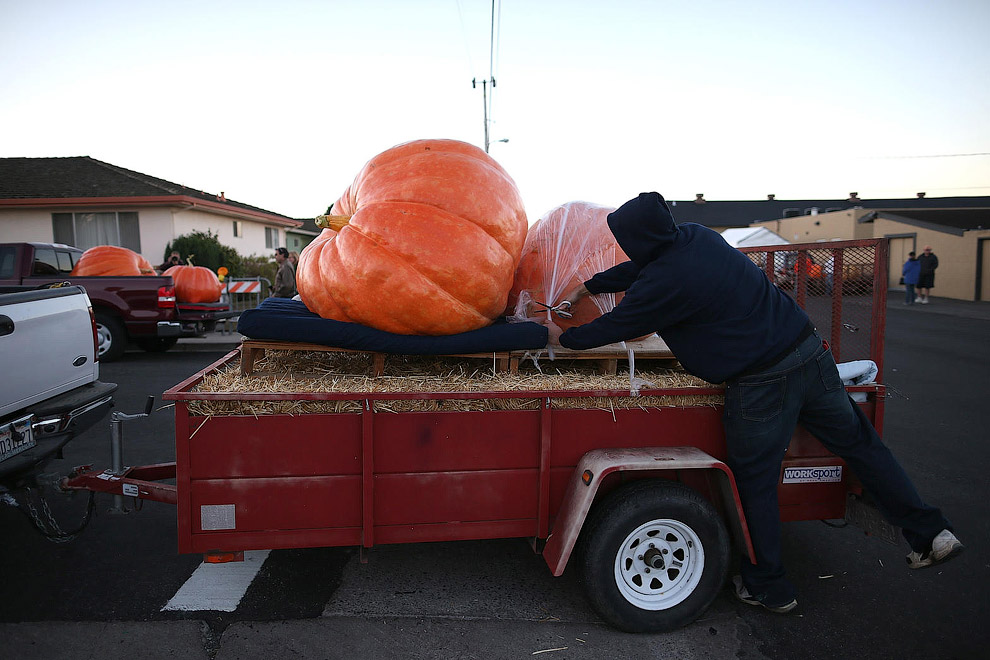 40-й чемпионат по взвешиванию тыквы