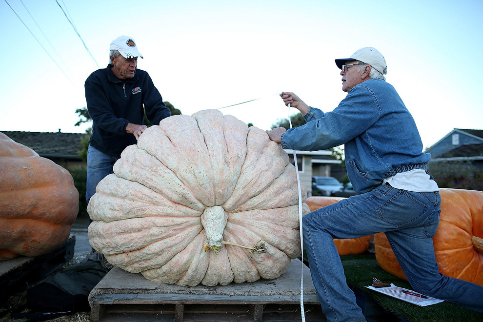 40-й чемпионат по взвешиванию тыквы
