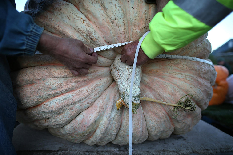 40-й чемпионат по взвешиванию тыквы