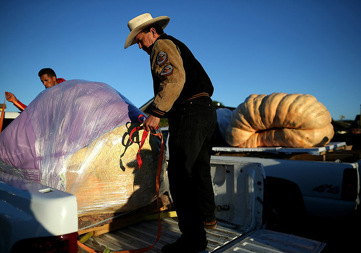 40-й чемпионат по взвешиванию тыквы