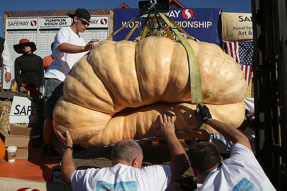 40-й чемпионат по взвешиванию тыквы