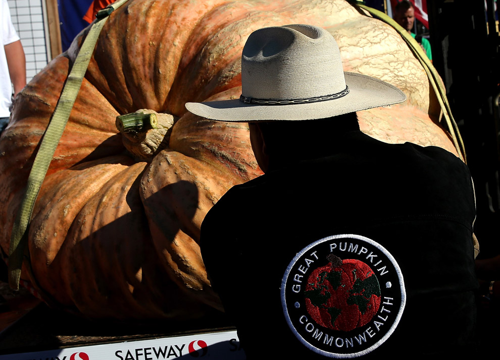 40-й чемпионат по взвешиванию тыквы