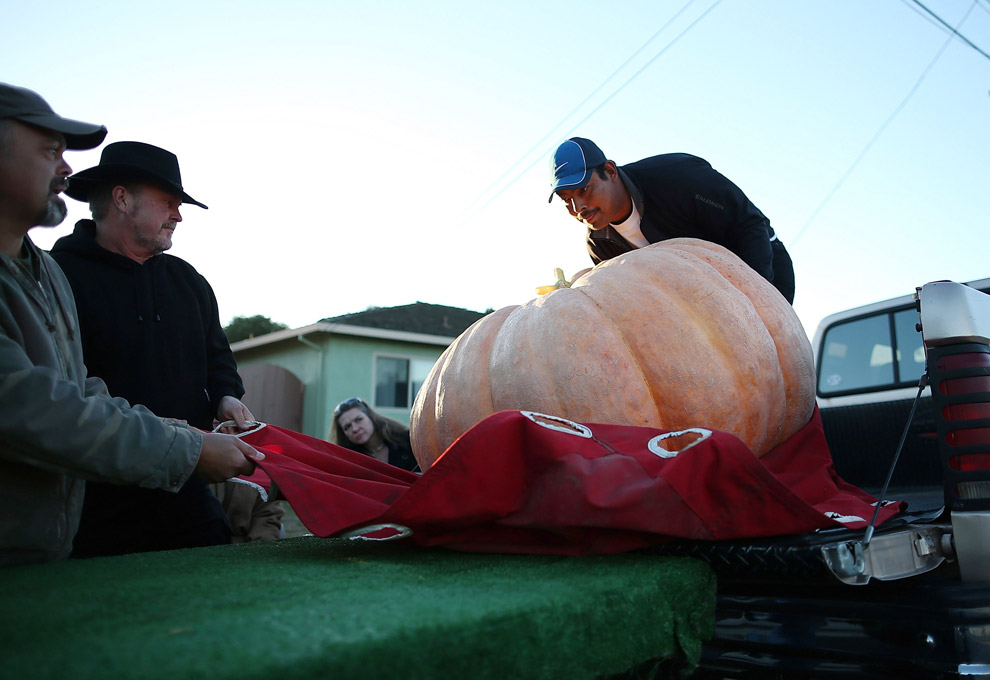 40-й чемпионат по взвешиванию тыквы