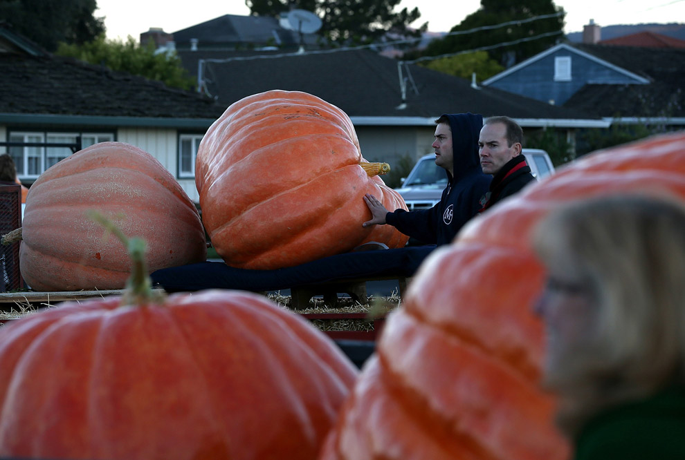 40-й чемпионат по взвешиванию тыквы