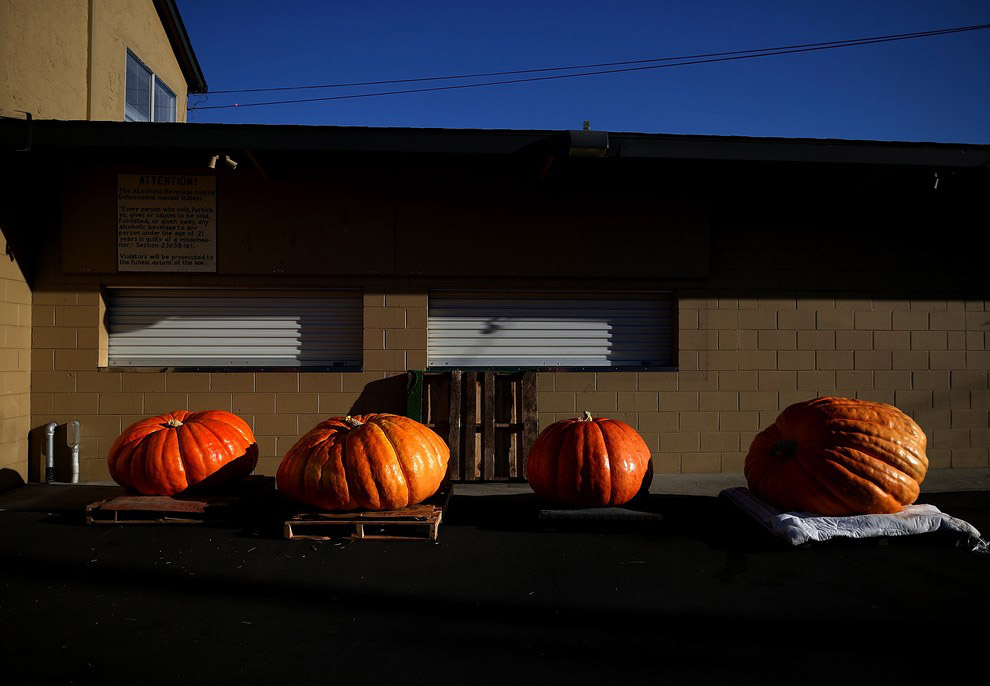 40-й чемпионат по взвешиванию тыквы