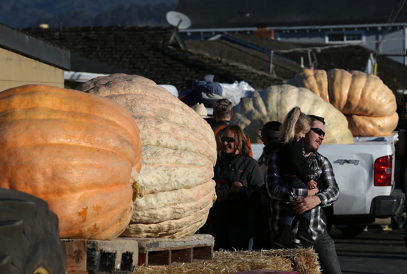 40-й чемпионат по взвешиванию тыквы