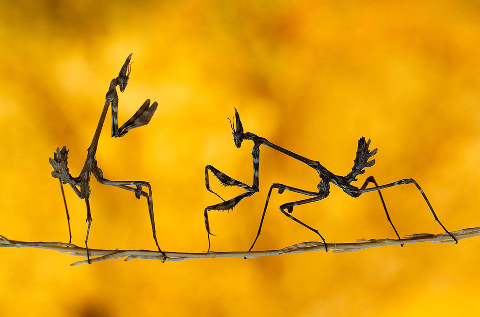 Лучшее с конкурса фотографии National Geographic 2013