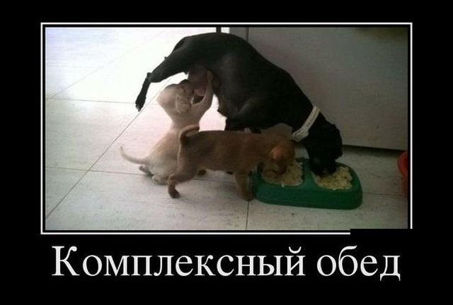 Демотиваторы