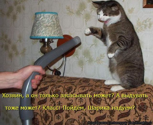 Лучшие котоматрицы недели