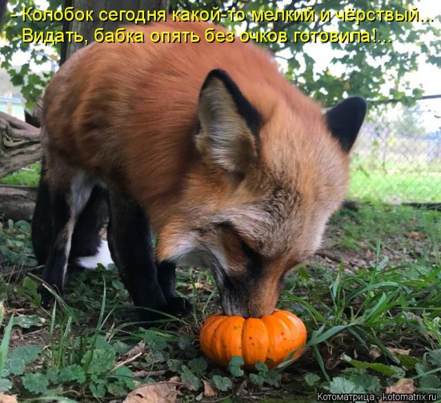 Лучшие котоматрицы недели