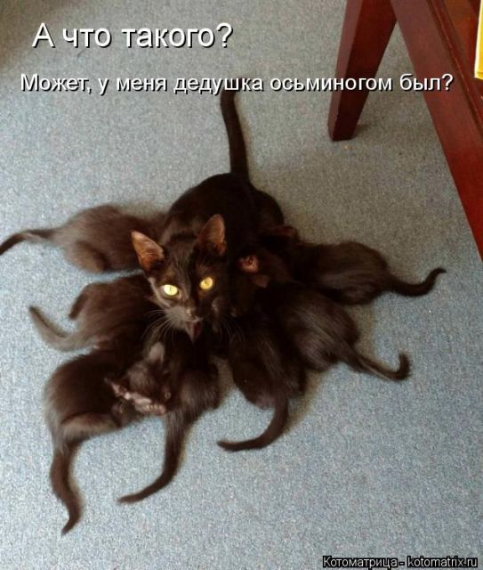 Лучшие котоматрицы недели