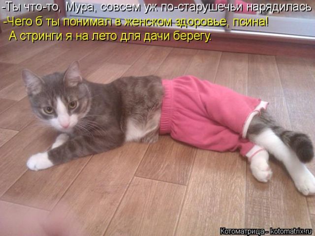 Лучшие котоматрицы недели