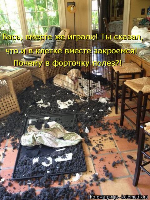 Лучшие котоматрицы недели