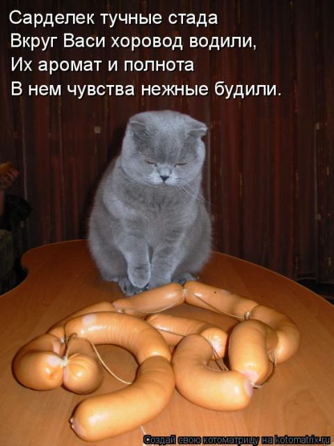 Лучшие котоматрицы недели