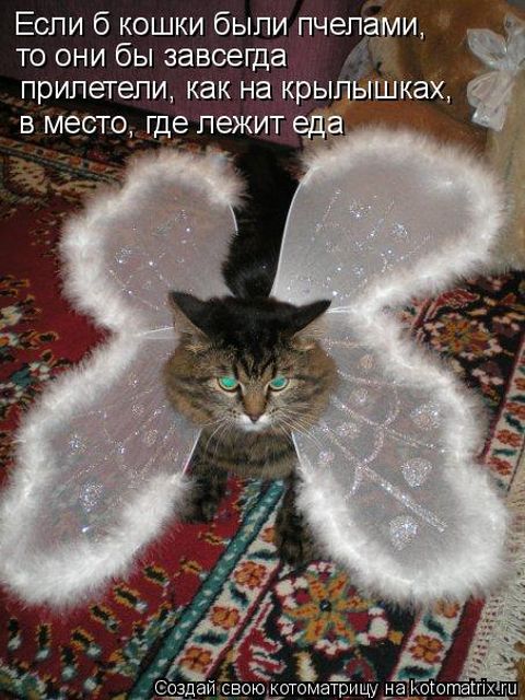 Лучшие котоматрицы недели