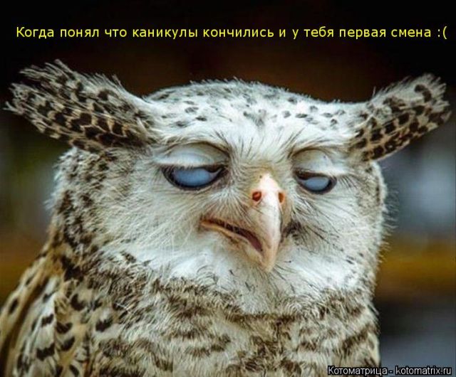 Лучшие котоматрицы недели