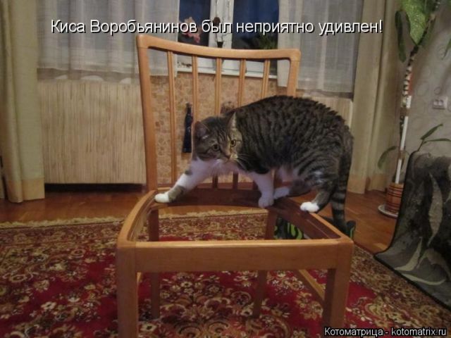 Лучшие котоматрицы недели