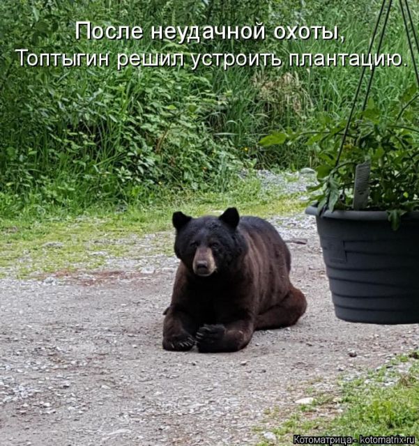 Лучшие котоматрицы недели