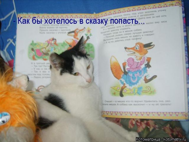 Лучшие котоматрицы недели