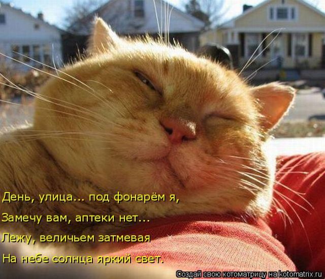 Лучшие котоматрицы недели