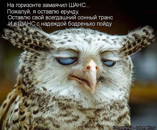 Лучшие котоматрицы недели