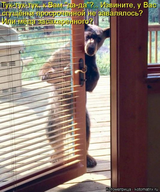 Лучшие котоматрицы недели