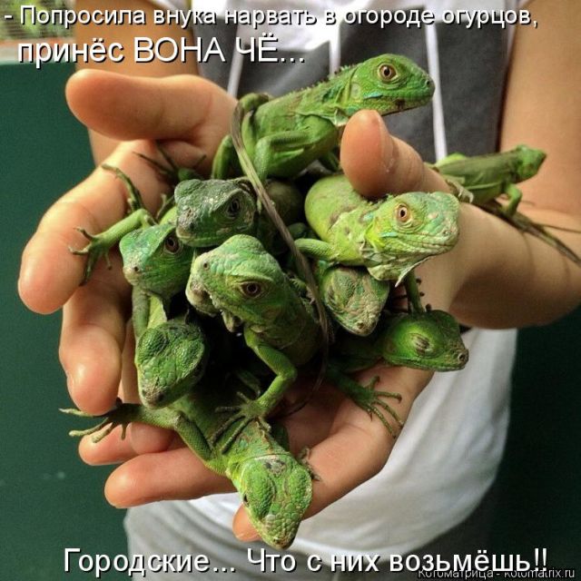 Лучшие котоматрицы недели