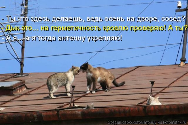 Лучшие котоматрицы недели