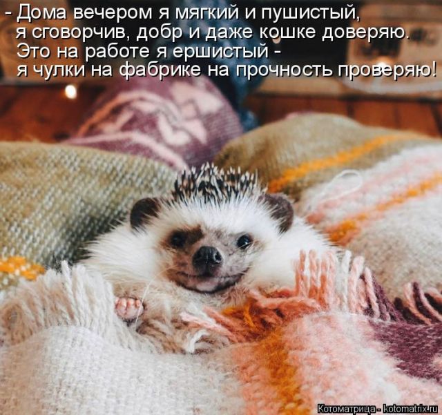 Лучшие котоматрицы недели