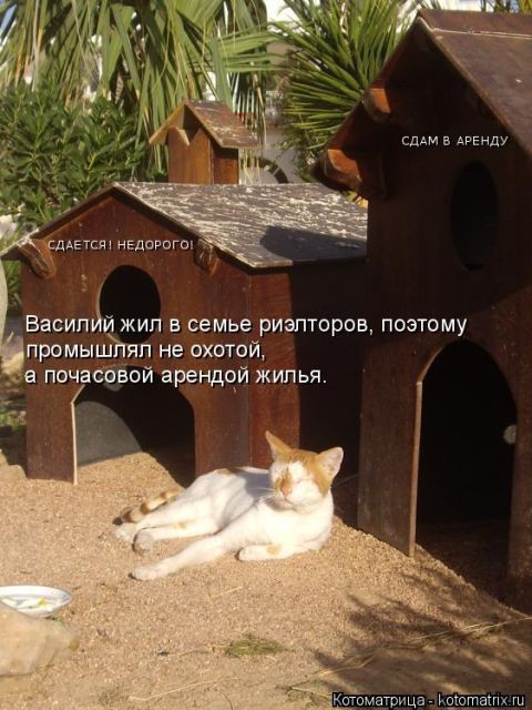 Лучшие котоматрицы недели