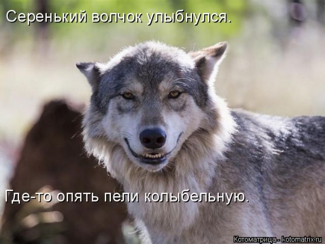 Лучшие котоматрицы недели