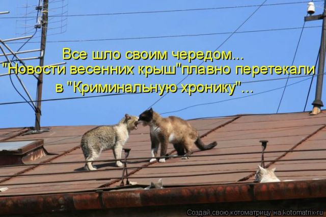 Лучшие котоматрицы недели