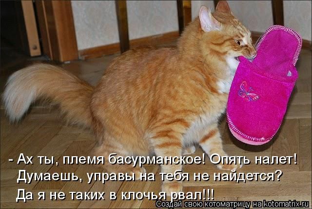 Лучшие котоматрицы недели