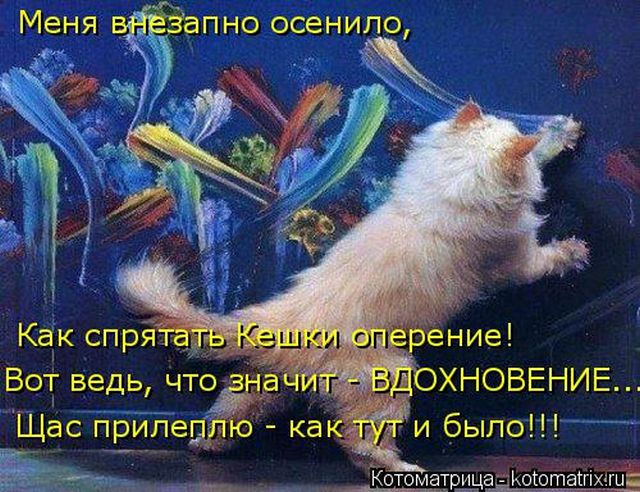 Лучшие котоматрицы недели