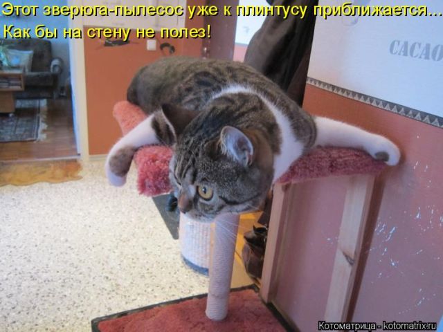 Лучшие котоматрицы недели