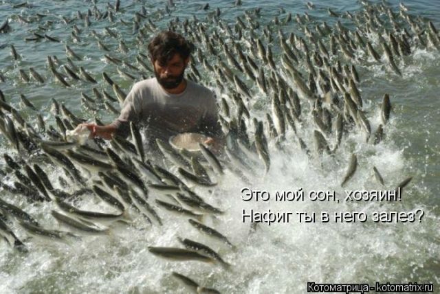 Лучшие котоматрицы недели