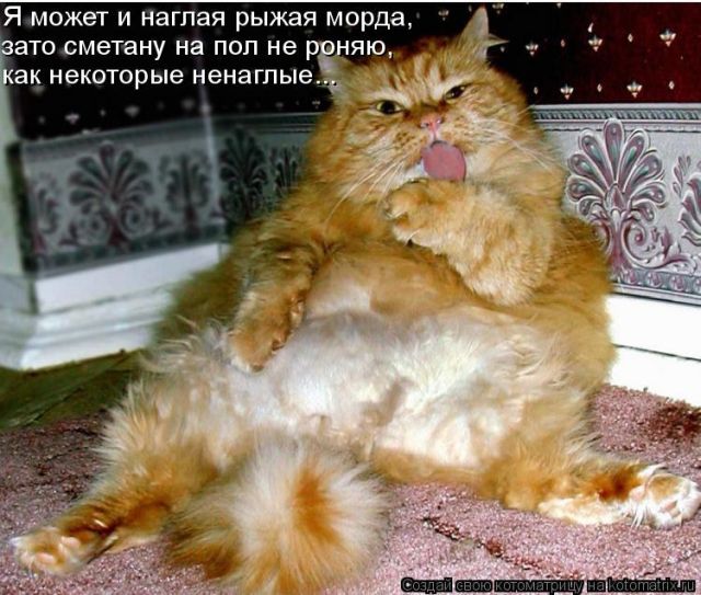 Лучшие котоматрицы недели