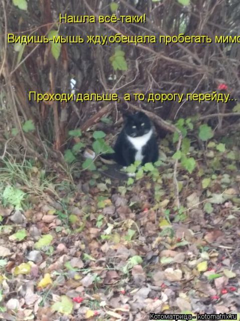 Лучшие котоматрицы недели