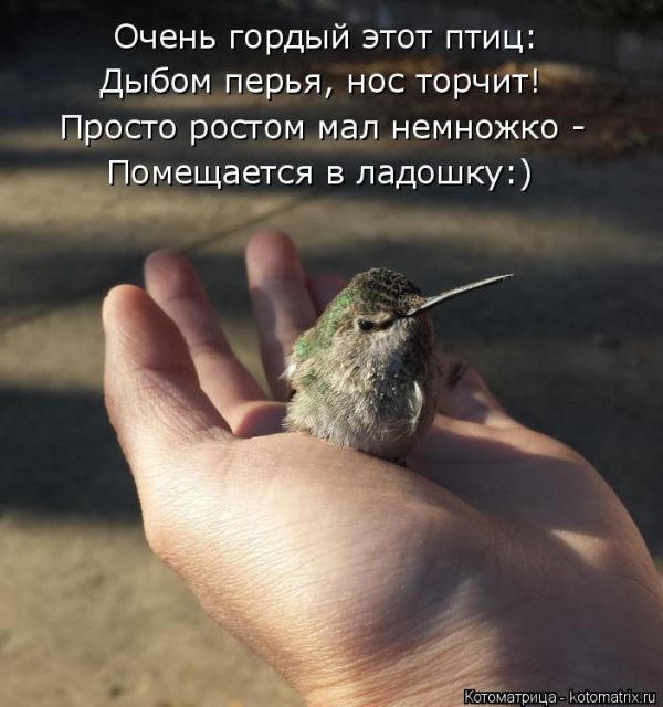 Лучшие котоматрицы недели