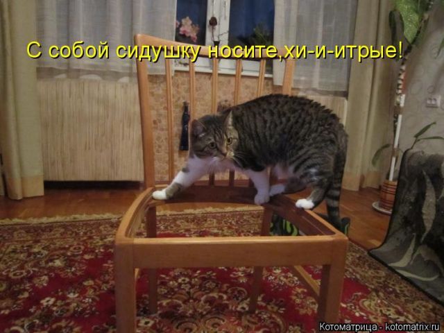 Лучшие котоматрицы недели