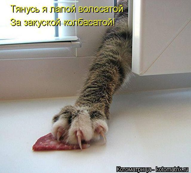 Лучшие котоматрицы недели