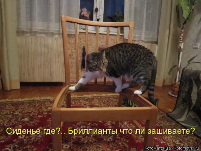 Лучшие котоматрицы недели