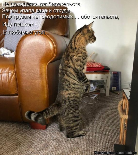 Лучшие котоматрицы недели